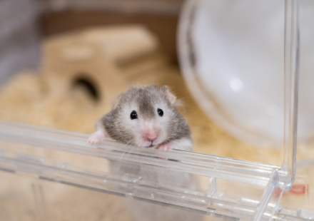 小動物をお飼いのみなさまへ